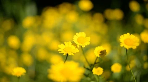 Yellow Daisies. 스톡 동영상 48941184