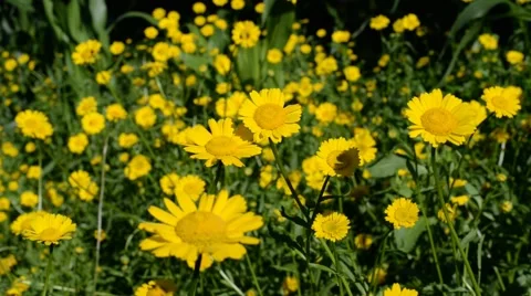 Yellow Daisies. Stock Footage 48941933