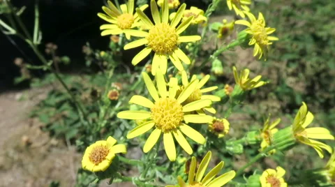 Yellow daisies Stock Footage 56160114