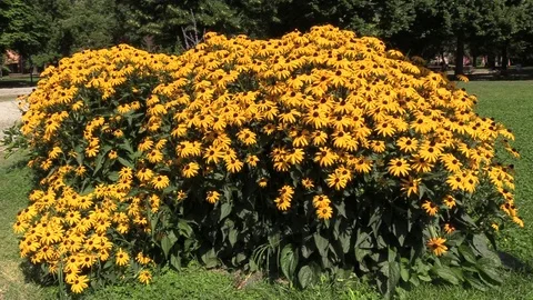 Yellow daisies 動画素材 91587437