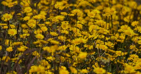 Yellow daisies Vídeo Stock 152536349