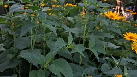 Yellow daisies Stock Footage 341676674