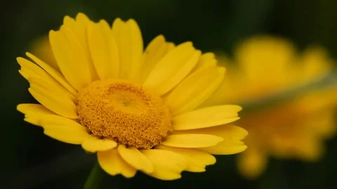 Yellow daisies gently moving with the wind during spring Stock Footage