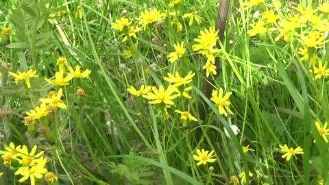 Yellow daisies in a meadow under bright rays of sunshine Stock Footage 312331925