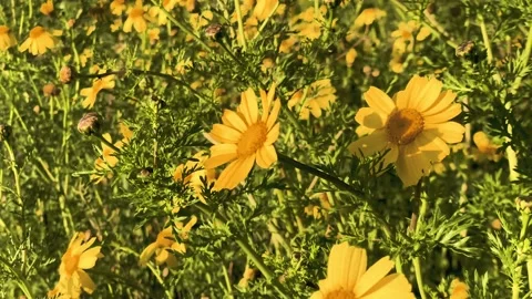 Yellow daisies moved by the wind Stock Footage 157562493