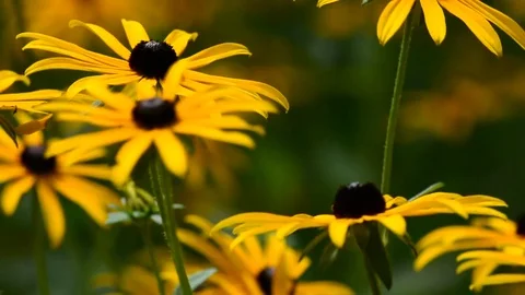 Yellow daisies or coneflowers flutter in the wind. Crickets on the background. Stock Footage 81065983