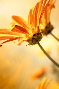 Yellow daisies Stock Photos