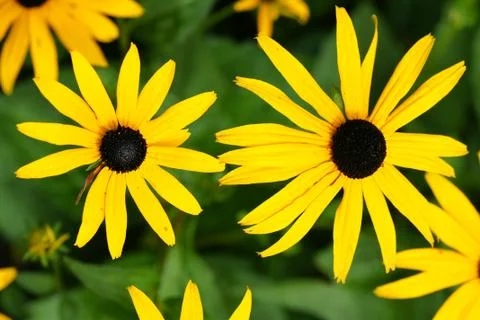 Yellow daisies Stock Photos