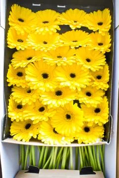 Yellow daisies Foto stock