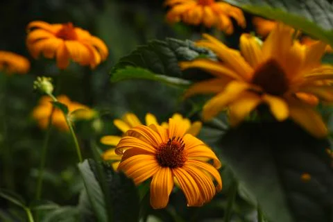 Yellow daisies Stock Photos