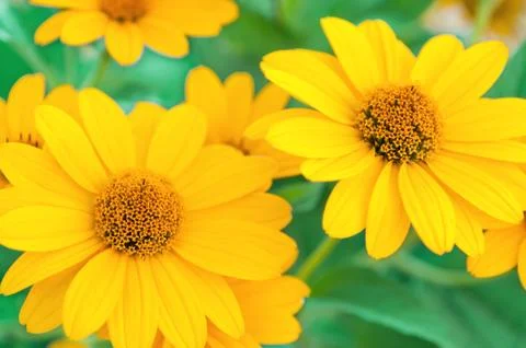Yellow daisies Stock Photos