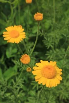 Yellow daisies Foto stock