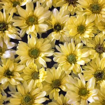 Yellow daisies Stock-Fotos