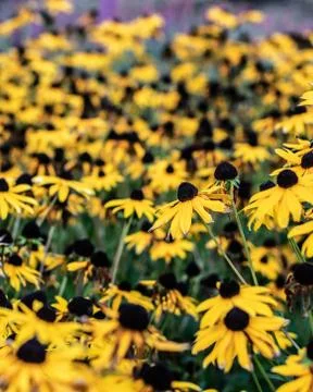 Yellow daisies Stock Photos