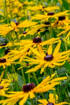 Yellow daisies Stock Photos