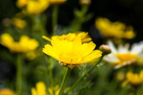 Yellow daisies Stock Photos