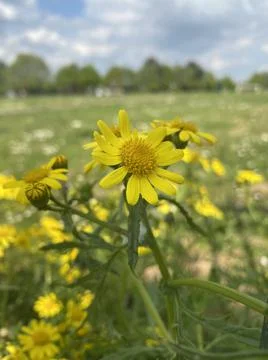 Yellow Daisies Stock Photos