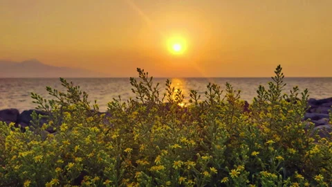 Yellow Daisies on the Seashore at Sunset Stock Footage 286060437
