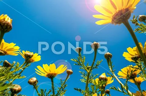 Yellow daisies seen from below with lens flare Stock Photos