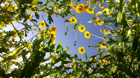 Yellow daisies on sky background (below view) Stock Footage 11400360