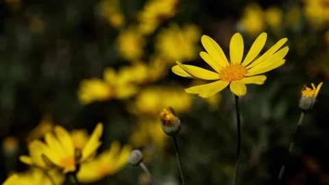 Yellow daisies sway in the light wind Stock Footage 209916257