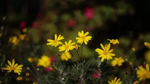 Yellow daisies sway in the light wind Stock Footage 209916261