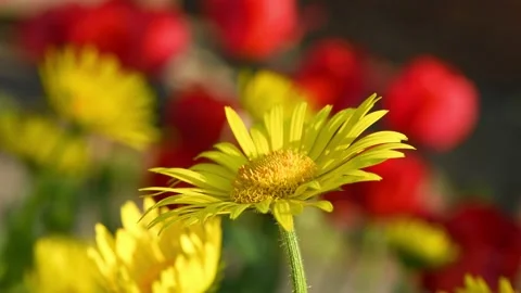Yellow daisies sway in the wind. Spring background for video. Stock Footage 194445072