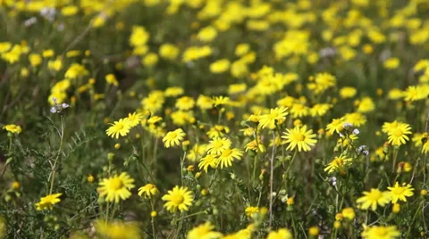 Yellow daisies in the wind Stock Footage 35186964