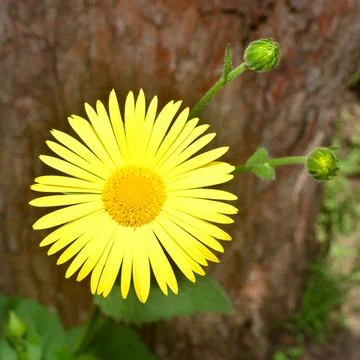 Yellow daisy against the bark of a tree, macro. Creative flowers compositio.. Stock Photos