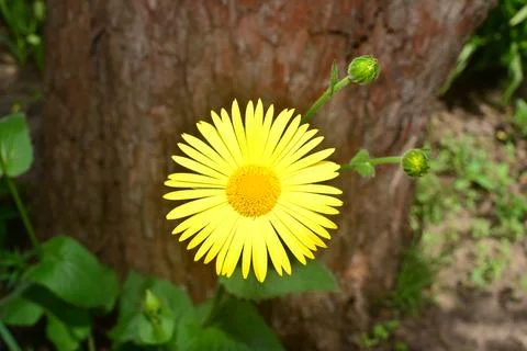 Yellow daisy against the bark of a tree, macro. Creative flowers compositio.. Stock Photos