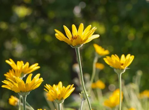 Yellow Daisy Background Foto stock