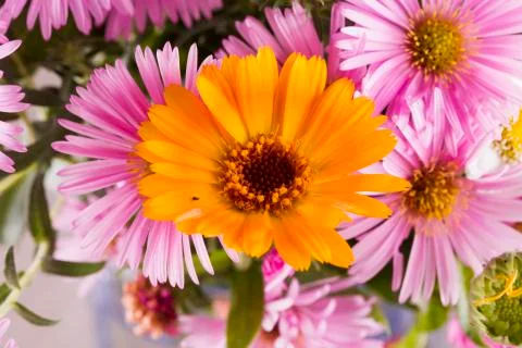 Yellow daisy in a bunch Stock Photos