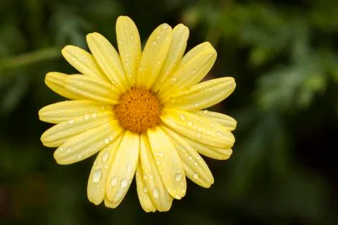 Yellow daisy close up detail top view with green background Stock-Fotos