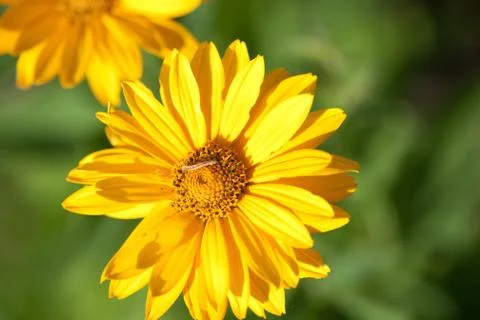 A Yellow Daisy close up of pedals Stock Photos