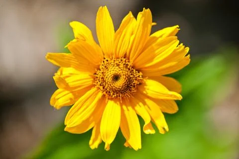 A Yellow Daisy close up of pedals Stock Photos