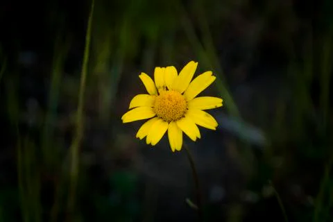 Yellow daisy close-up Stock Photos