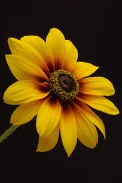 Yellow daisy closeup Stock Photos