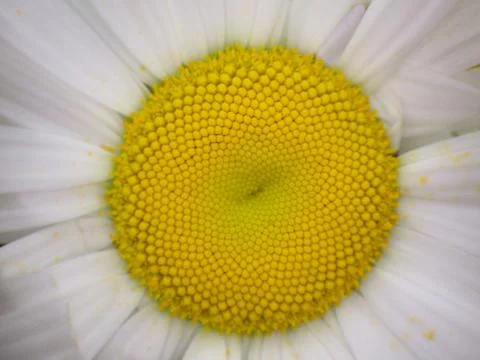 Yellow daisy core close up. Stock Photos
