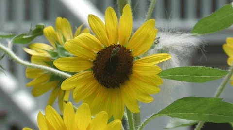 Yellow daisy flower with bee Video stock 785748
