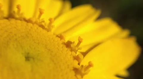 Yellow daisy flower closeup Stock Footage