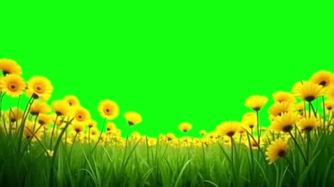 Yellow Daisy Flower Field Foreground on Green Screen Background Stock Footage 336713332