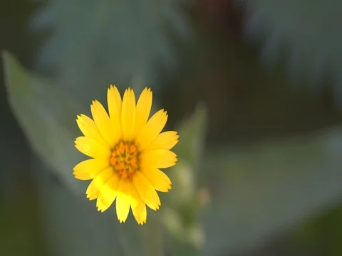 Yellow daisy Flower Stock Footage 76495974