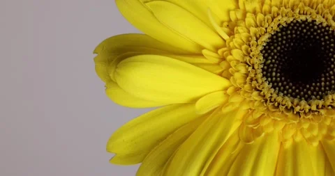 Yellow daisy flower on macro closeup on white background Stock Footage 163038348