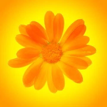 Yellow daisy flower Stock Photos