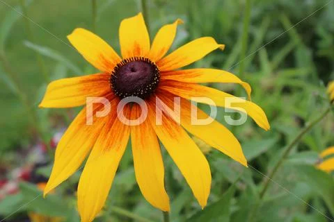 Yellow daisy flower Stock Photos