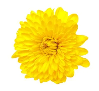 Yellow daisy flower Stock Photos