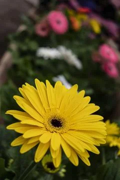 Yellow Daisy flower Stock Photos