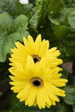 Yellow Daisy flower Stock Photos