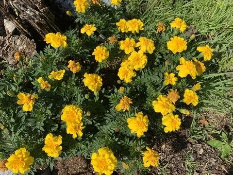 Yellow Daisy Flower Stock Photos