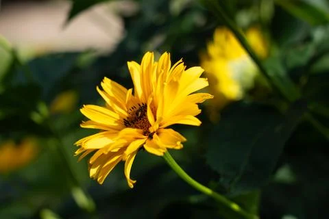 Yellow daisy flower Fotos de archivo